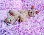 Кошки в Санкт-Петербурге: Два рыжих солнечных котенка - девочка и мальчик Мальчик, 200 руб. - фото 3
