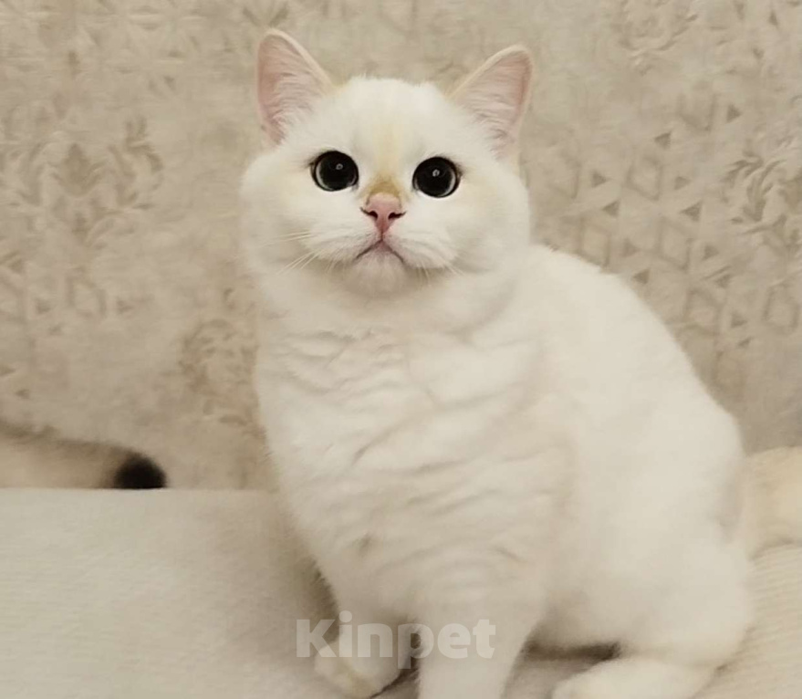 Кошки в Ставрополе: Британская золотая шиншилла (девочка) Девочка, 60 000 руб. - фото 1