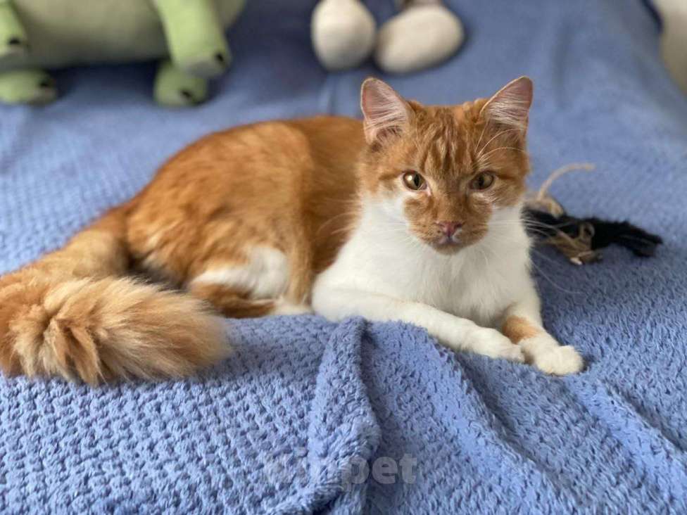 Кошки в Москве: кот подросток Теоша ищет дом Мальчик, Бесплатно - фото 1