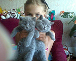 Кошки в Туле: Котята с документами!, 5 000 руб. - фото 7