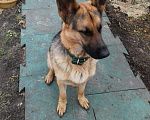 Собаки в Тюмени: Нужна сучка для овчаренка, 1 руб. - фото 1