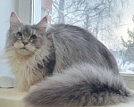 Кошки в Сельце: Высокосеребристая кошка мейн-кун 8 месяцев, 85 000 руб. - фото 1
