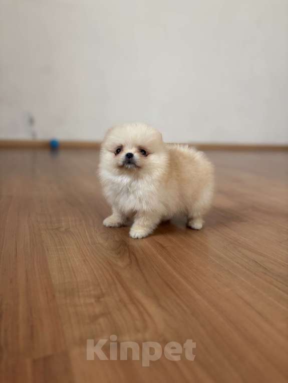 Собаки в Москве: Миниатюрная девочка померанского шпица, Эльза  Девочка, 55 000 руб. - фото 1