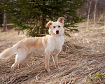 Собаки в Москве: Миниатюрная очаровательная блондинка (10 кг) Девочка, Бесплатно - фото 2