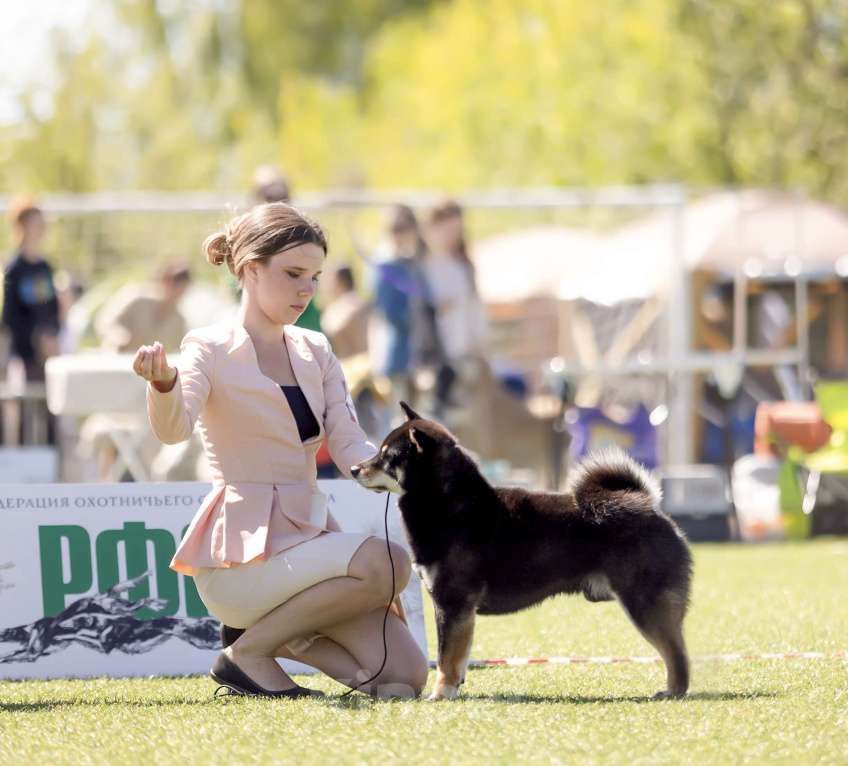 Собаки в Москве: Сиба ину Гранд Чемпион вязка, щенки Мальчик, Бесплатно - фото 2