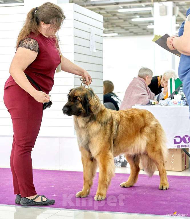 Собаки в других городах Московской области: Ария Прайд Дамир Мальчик, 150 000 руб. - фото 8
