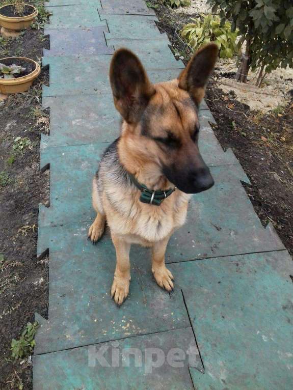 Собаки в Тюмени: Нужна сучка для овчаренка, 1 руб. - фото 1