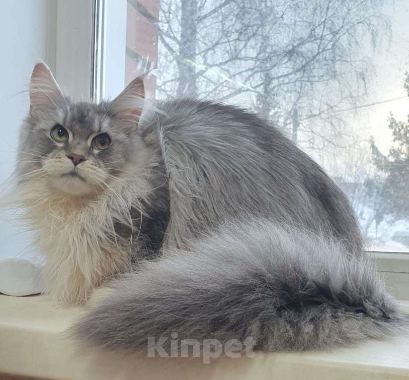 Кошки в Сельце: Высокосеребристая кошка мейн-кун 8 месяцев, 85 000 руб. - фото 1