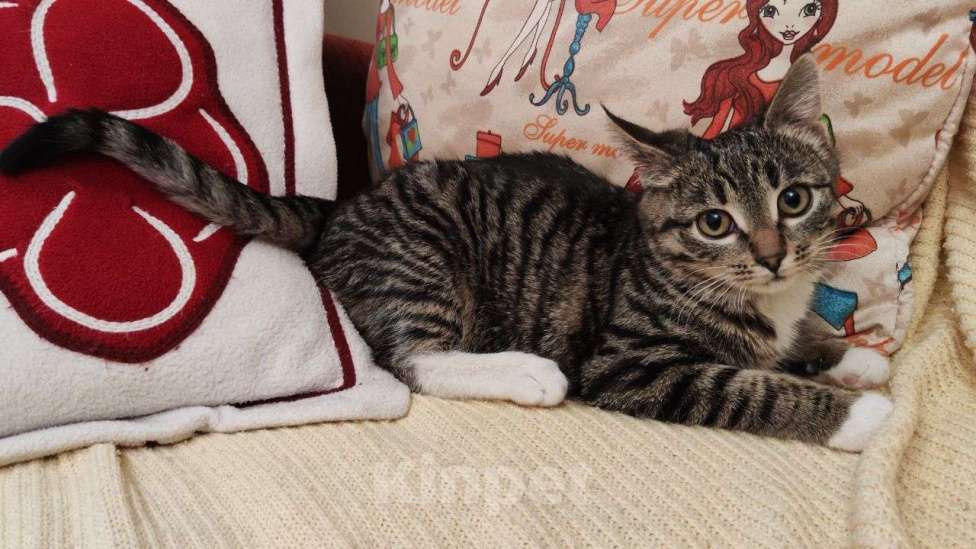 Кошки в Москве: Новогодний сюрприз, девочка, примерно 5 месяцев Девочка, Бесплатно - фото 4