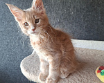 Кошки в Одинцово: Котёнок Мейн-кун Девочка, 30 000 руб. - фото 4