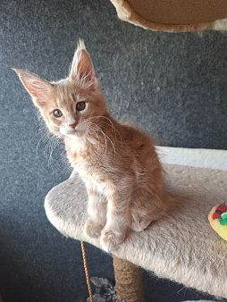 Котёнок Мейн-кун
