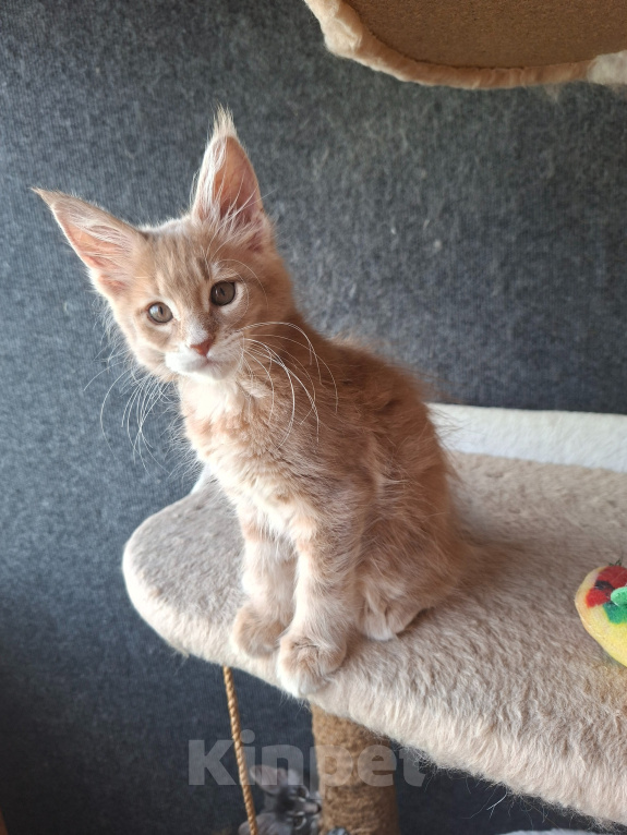 Кошки в Одинцово: Котёнок Мейн-кун Девочка, 30 000 руб. - фото 4