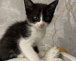 Кошки в Холмске: Отдам котят Разнополые, Бесплатно - фото 3