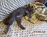 Кошки в Сочи: мечта о доме Девочка, Бесплатно - фото 3