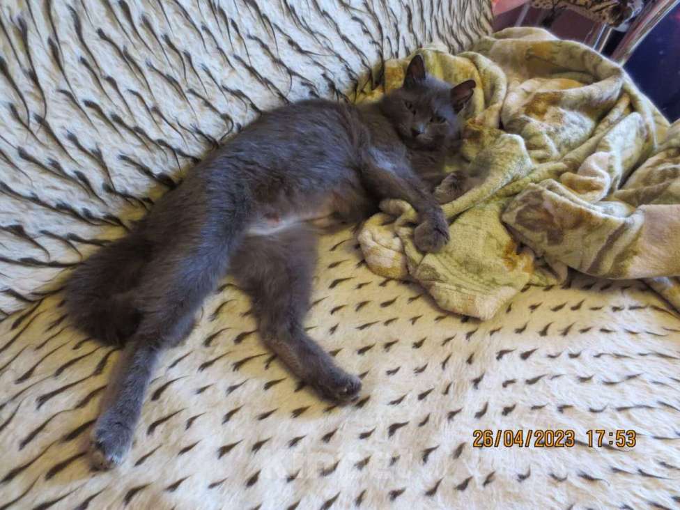 Кошки в Сочи: мечта о доме Девочка, Бесплатно - фото 3