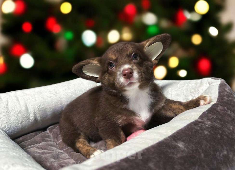 Собаки в других городах Московской области: Лакомая девчуля Девочка, 30 000 руб. - фото 1