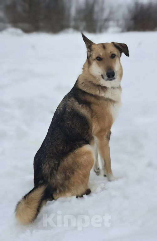 Собаки в Королеве: Лекси! Девочка, Бесплатно - фото 8
