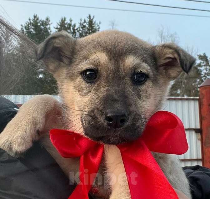 Собаки в Красногорске: Два рыжих щенка Девочка, Бесплатно - фото 1