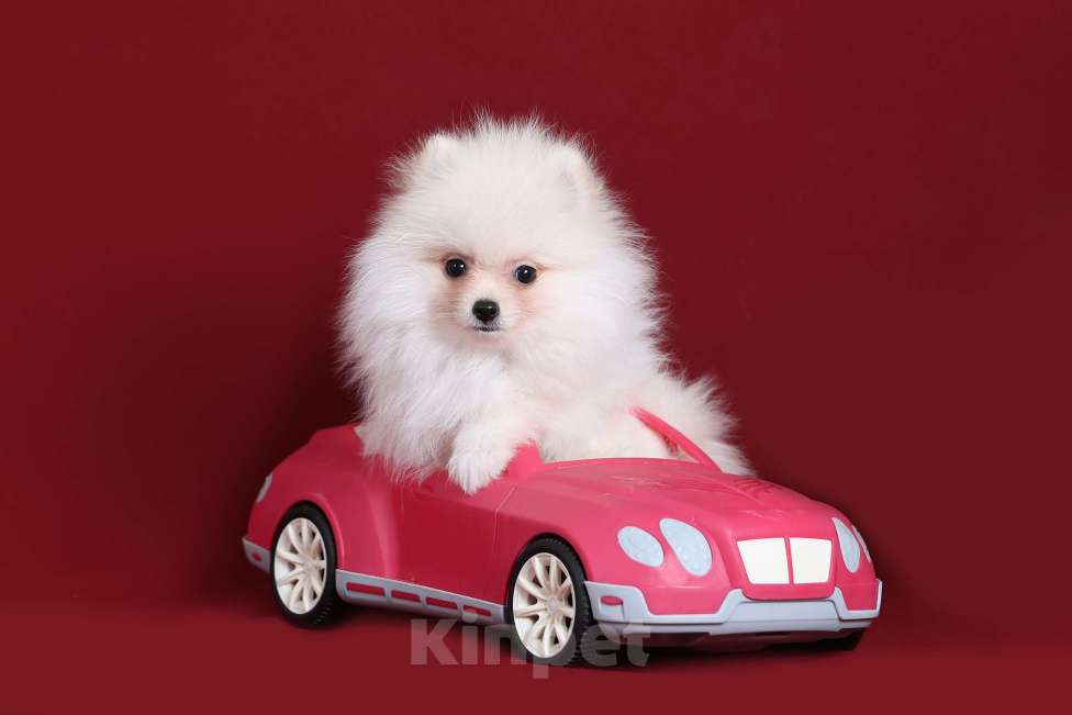 Собаки в Курске: Померанский шпиц щенок Мальчик, Бесплатно - фото 3