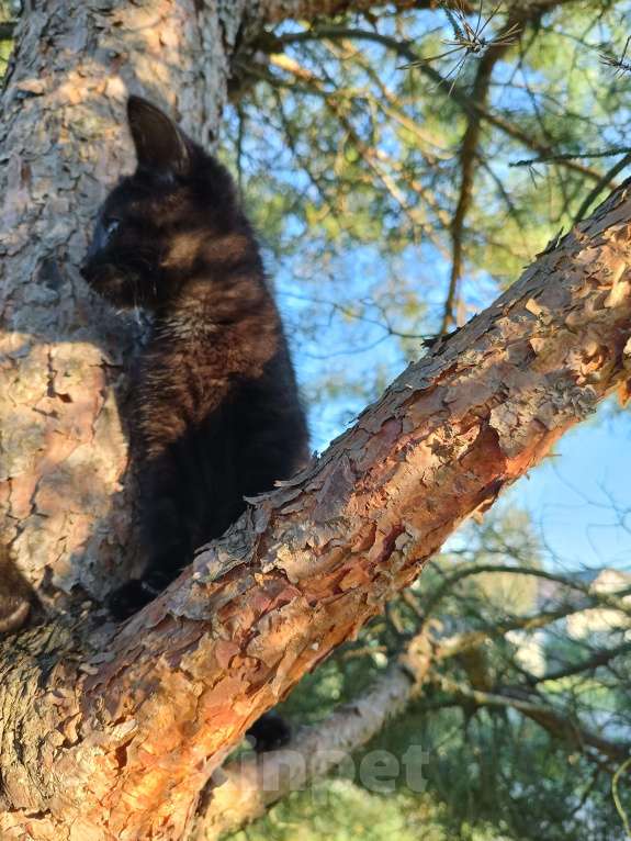 Кошки в других городах Ленинградской области: Чарльз бурый котенок Мальчик, Бесплатно - фото 9