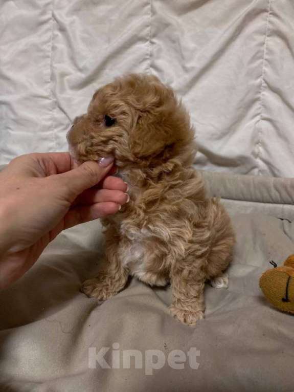 Собаки в Ростове-на-Дону: Щенок мальтипу f1 Девочка, 130 000 руб. - фото 6