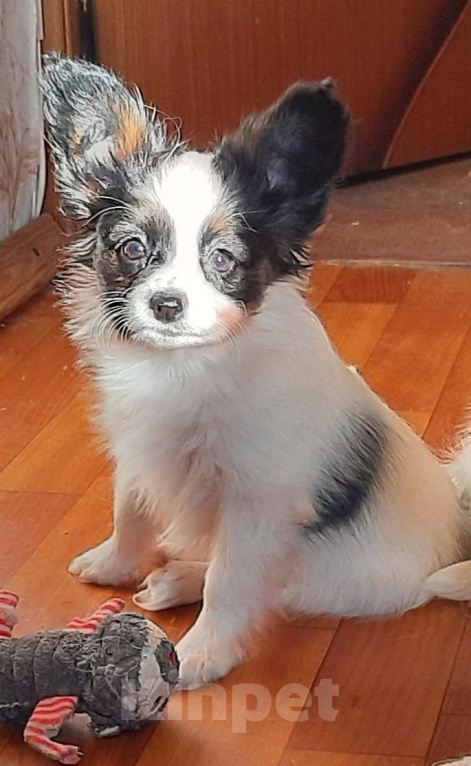 Собаки в Волгодонске: шустрая Бианка Девочка, 80 000 руб. - фото 1