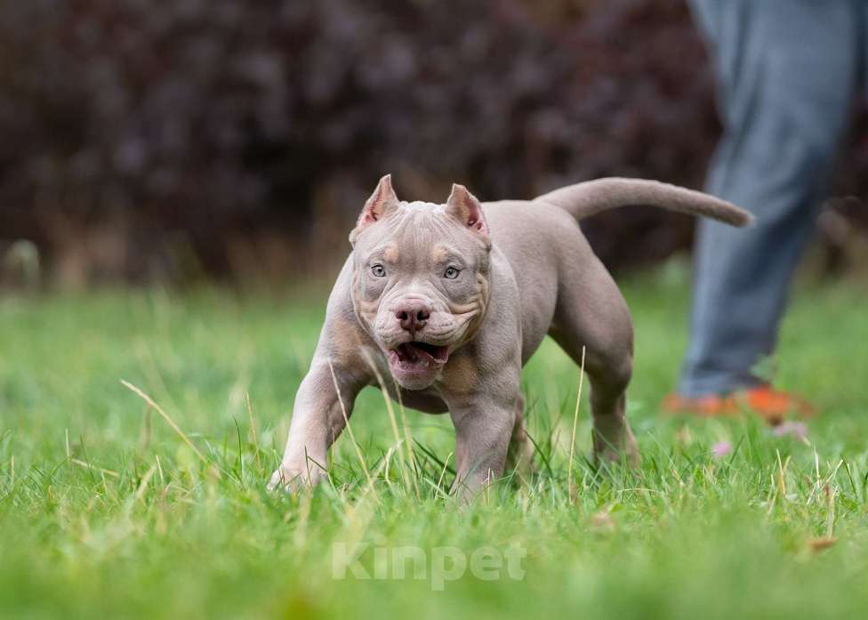 Собаки в Санкт-Петербурге: Предлагаются к продаже щенки американского булли  Девочка, 100 000 руб. - фото 2