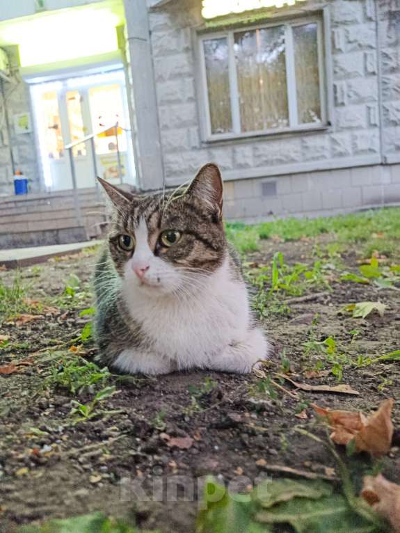 Кошки в Москве: Бездомная ласковая кошечка  Девочка, Бесплатно - фото 2
