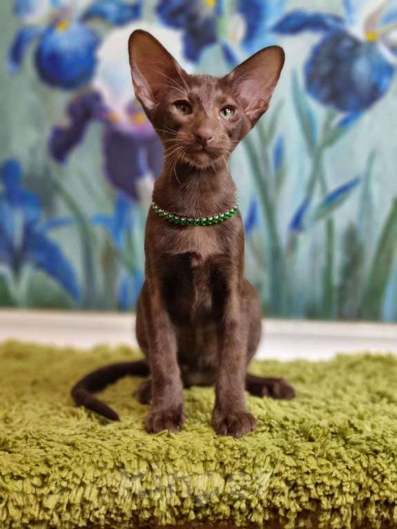 Кошки в Москве: Ориентальные котята привитые клубные Девочка, Бесплатно - фото 3