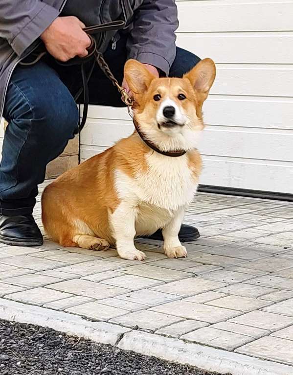 Собаки в других городах Крыма: Подрощенный щенок Мальчик, Бесплатно - фото 2