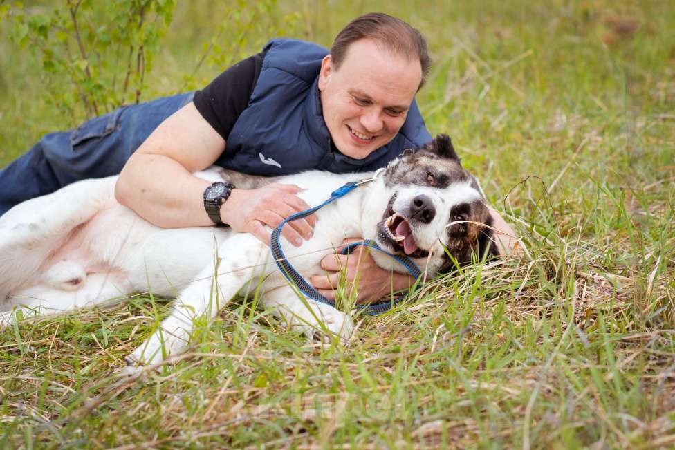 Собаки в Москве: Супер-ласковый парень в добрые руки! Мальчик, Бесплатно - фото 5
