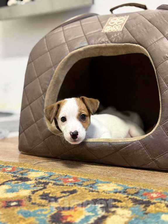 Собаки в Москве: Щенок Джек Рассел терьер от титулованных родителей  Девочка, 28 000 руб. - фото 5