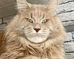 Кошки в других городах Ленинградской области: мейн кун котенок Мальчик, 50 000 руб. - фото 6