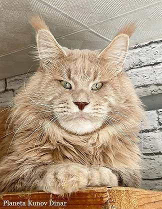 Кошки в других городах Ленинградской области: мейн кун котенок Мальчик, 50 000 руб. - фото 6
