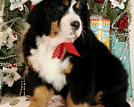 Собаки в Новосибирске: Щенки бернского зенненхунда Девочка, 150 000 руб. - фото 2