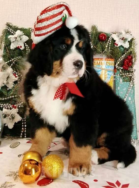 Собаки в Новосибирске: Щенки бернского зенненхунда Девочка, 150 000 руб. - фото 2