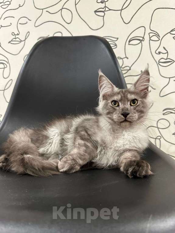 Кошки в Нижнем Новгороде: Котенок породы Мейн-кун Мальчик, Бесплатно - фото 1