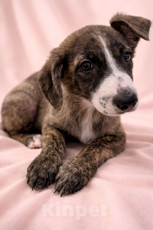 Собаки в Москве: Терри девочка в поисках дома Девочка, Бесплатно - фото 10