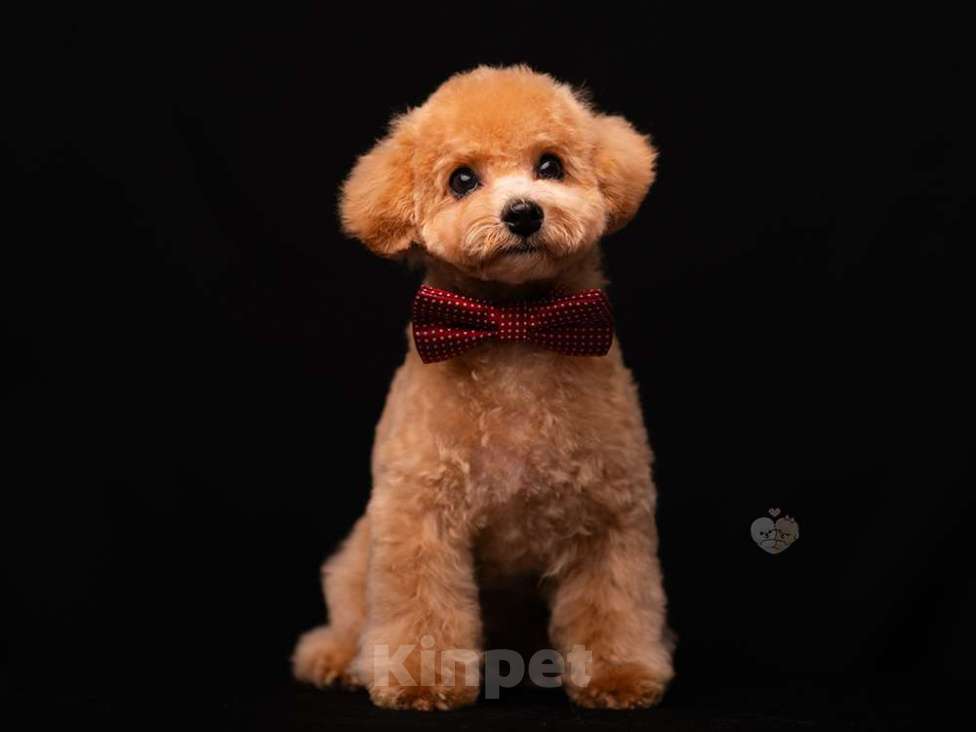 Собаки в Москве: щенок цветного бишона( пушон) Мальчик, 150 000 руб. - фото 2