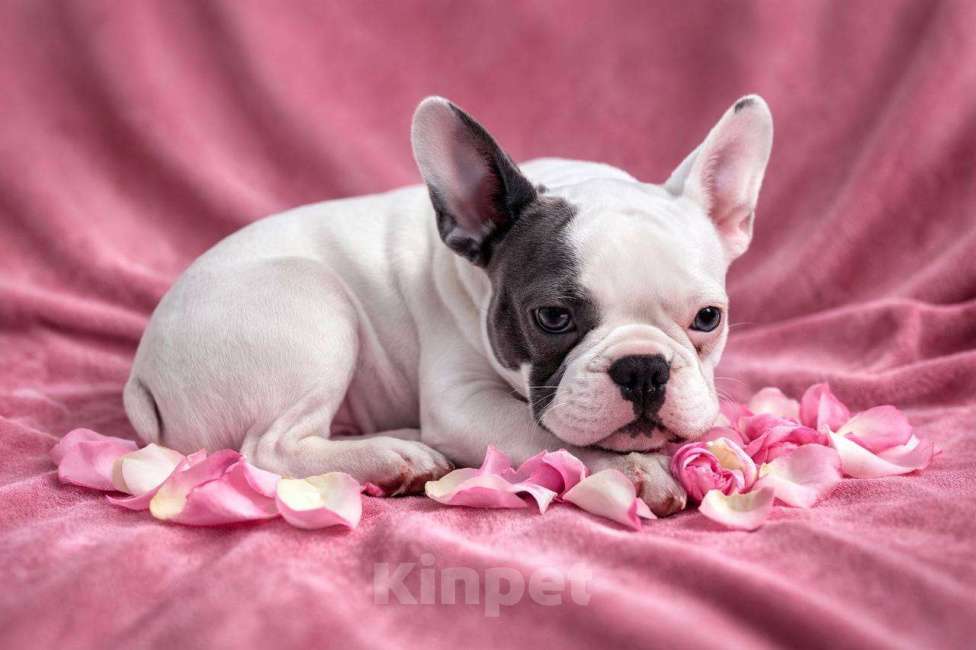 Собаки в Москве: Французская элита Девочка, 100 000 руб. - фото 6