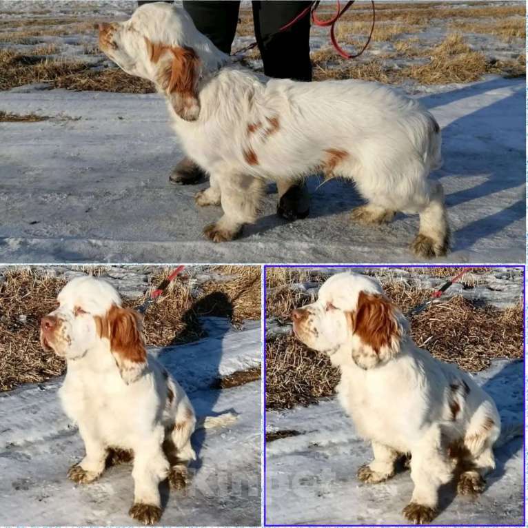 Собаки в Чите: Продам щенка Мальчик, 35 000 руб. - фото 4