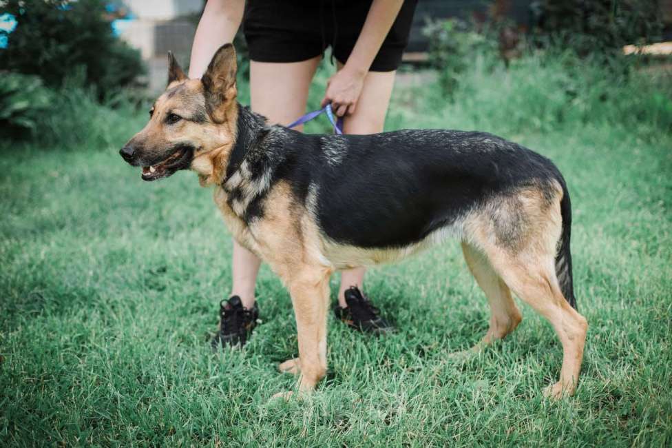 Собаки в Москве: Немецкая овчарка в дар, доброжелательная и умная Девочка, Бесплатно - фото 2