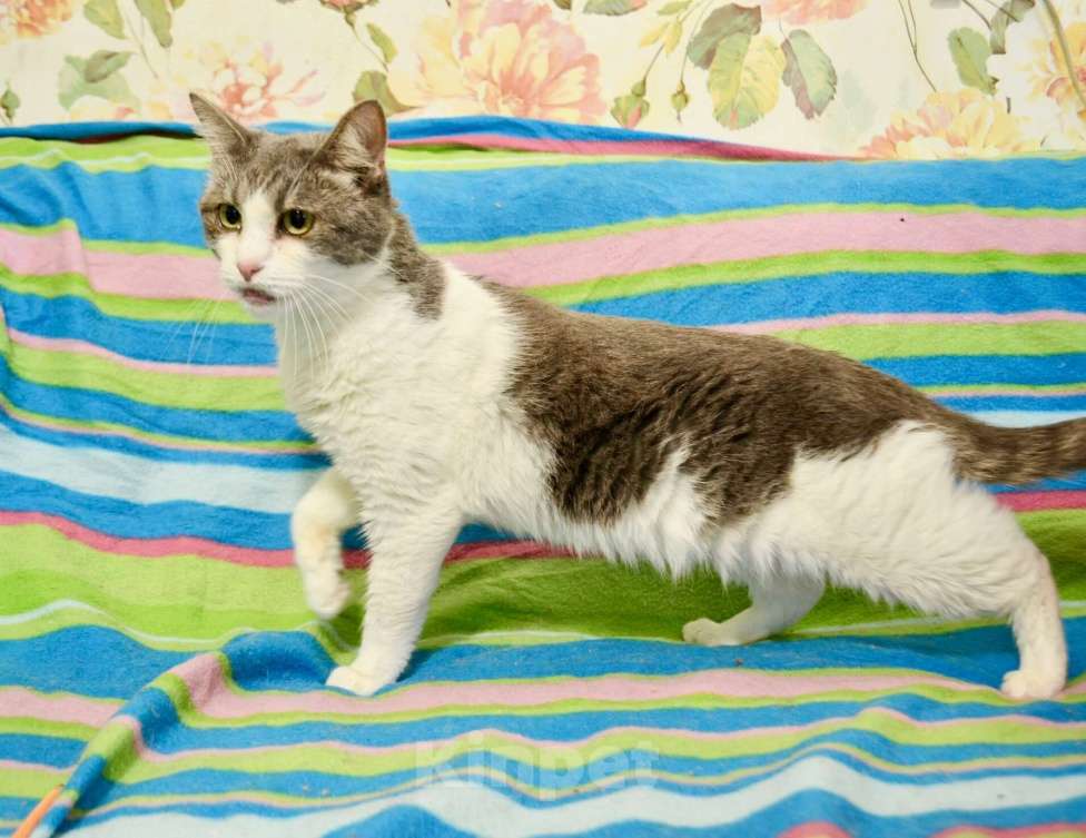 Кошки в Москве: Миссис Марпл. Кошка со страшной судьбой в добрые руки Девочка, Бесплатно - фото 9