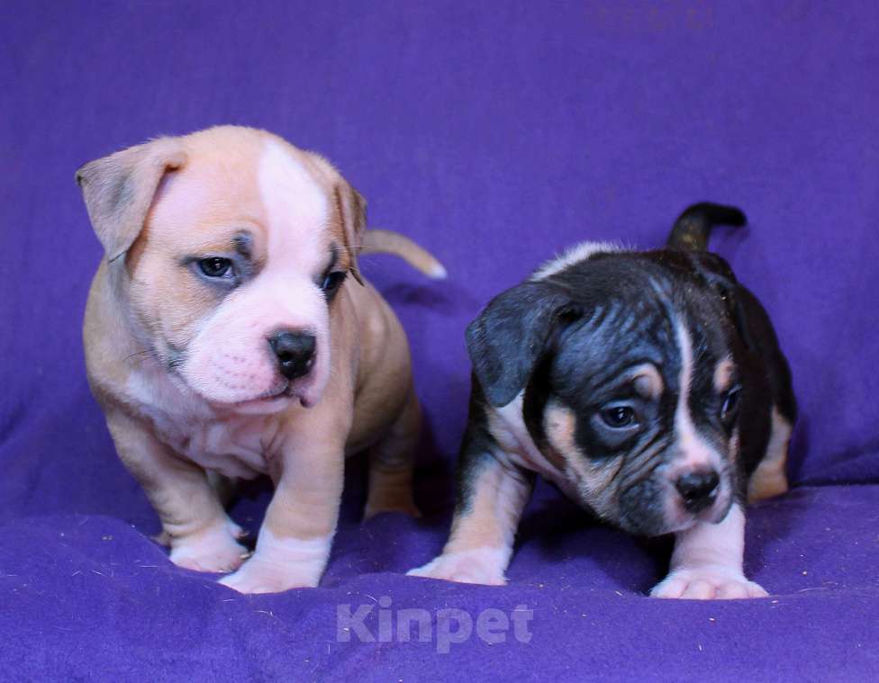 Собаки в Москве: Дети-булли Разнополые, 70 000 руб. - фото 1