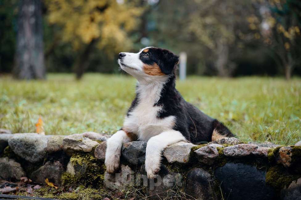 Собаки в Звенигороде: Аусси девочка Девочка, 40 000 руб. - фото 7