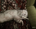 Кошки в Иваново: Кот на вязку, 1 500 руб. - фото 3