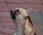 Собаки в Москве: красивый мальчик чихуахуа Мальчик, 25 000 руб. - фото 4