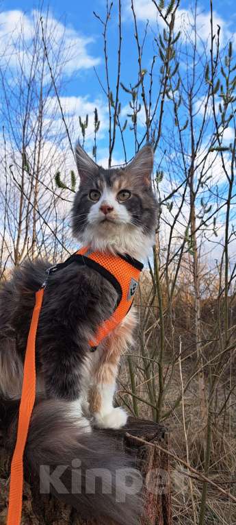 Кошки в Москве: Детки Мейн кун Девочка, 27 000 руб. - фото 2