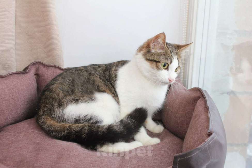 Кошки в Москве: КИКИ — нежная кошечка с глазами цвета весны 💚 Девочка, Бесплатно - фото 3