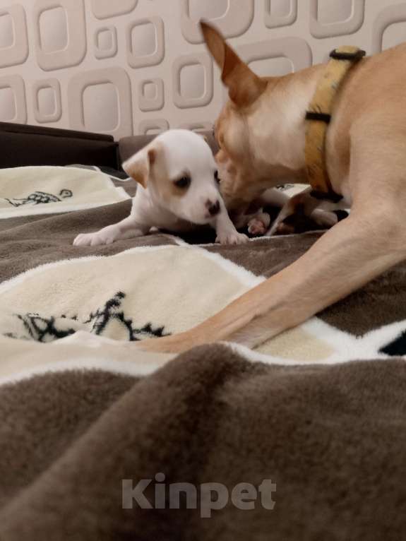 Собаки в Хабаровске: Продам щенков русского той терьера  Мальчик, 20 000 руб. - фото 7